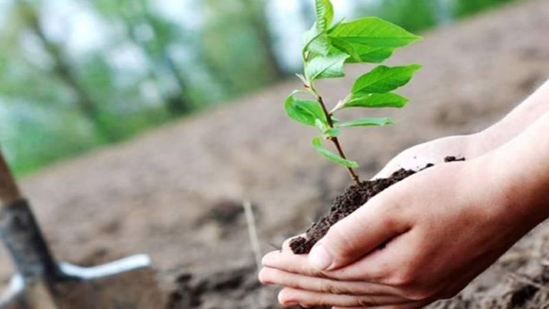 ۳٠هزار اصله نهال جنگلی درجنوب کرمان کاشته شد